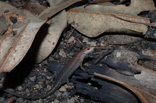 Bauxite Rainbow-skink