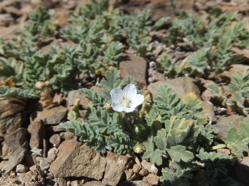 Erodium dimorphum