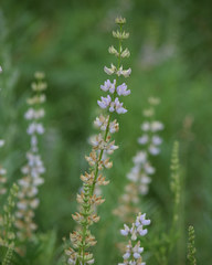 Lupinus albicaulis