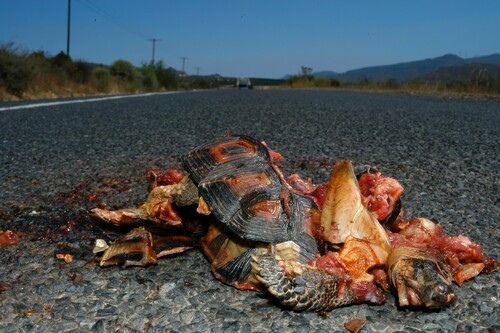 Angulate Tortoise
