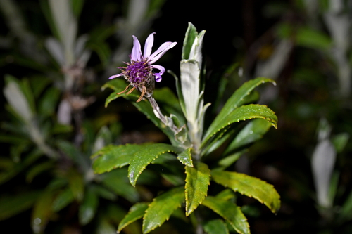 Image of Macrolearia semidentata by (c) Christopher Stephens, some rights reserved (CC BY-SA)