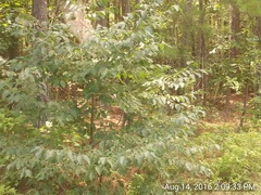Diospyros virginiana