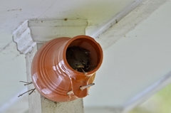 Troglodytes aedon aedon