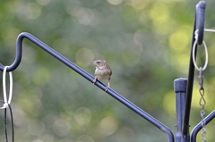 Troglodytes aedon aedon