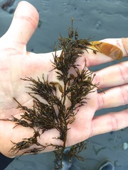 Stephanocystis geminata