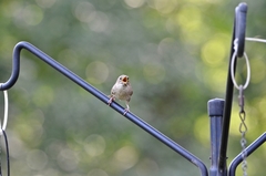 Troglodytes aedon aedon