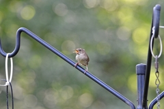 Troglodytes aedon aedon