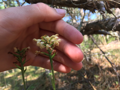 Platanthera pallida