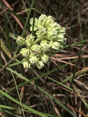 Asclepias stenophylla