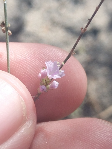 Image of Boerhavia xanti by no rights reserved