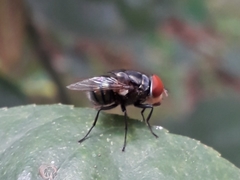 Chrysomya megacephala