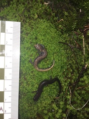 Pseudoeurycea leprosa