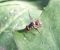 Bactrocera