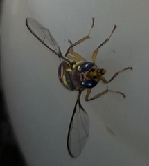 Bactrocera
