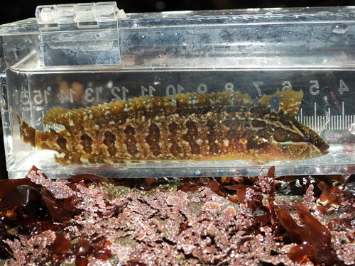 Striped kelpfish (Gibbonsia metzi) — Clinidae — 4
