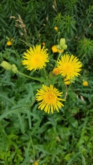 Sonchus arvensis