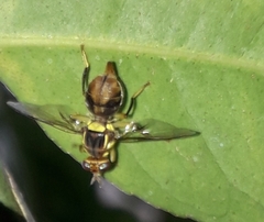 Bactrocera