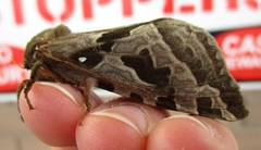 Sthenopis purpurascens