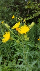 Sonchus arvensis