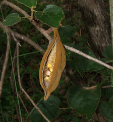 Brachychiton bidwillii