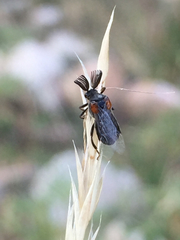 Ripiphorus
