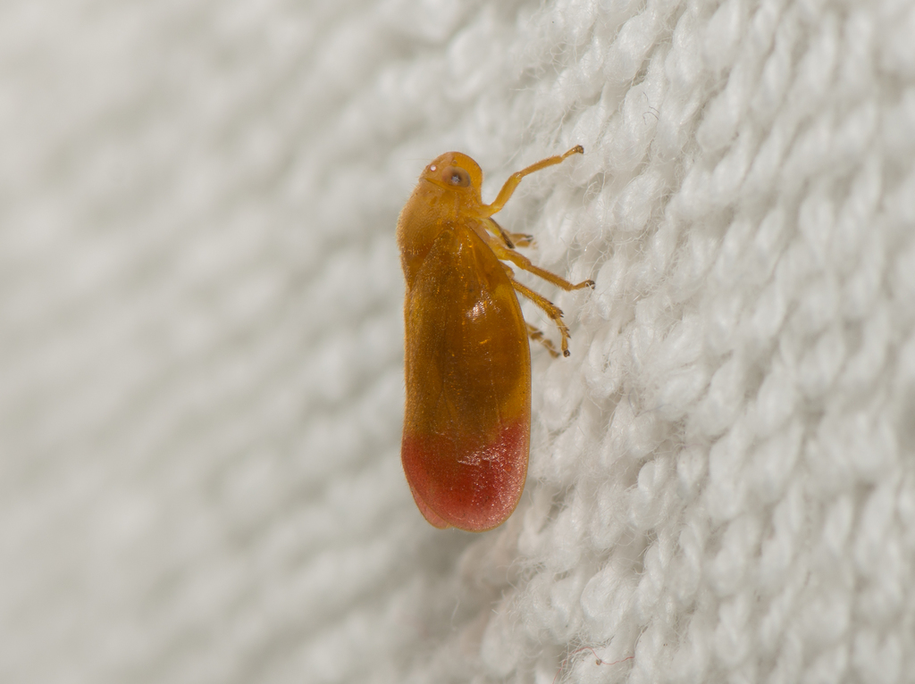 Eoscarta semirosea