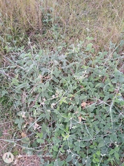 Macroptilium atropurpureum