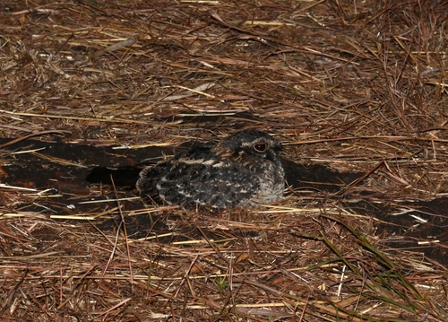 Standard-winged Nightjar