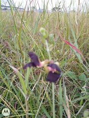 Macroptilium atropurpureum