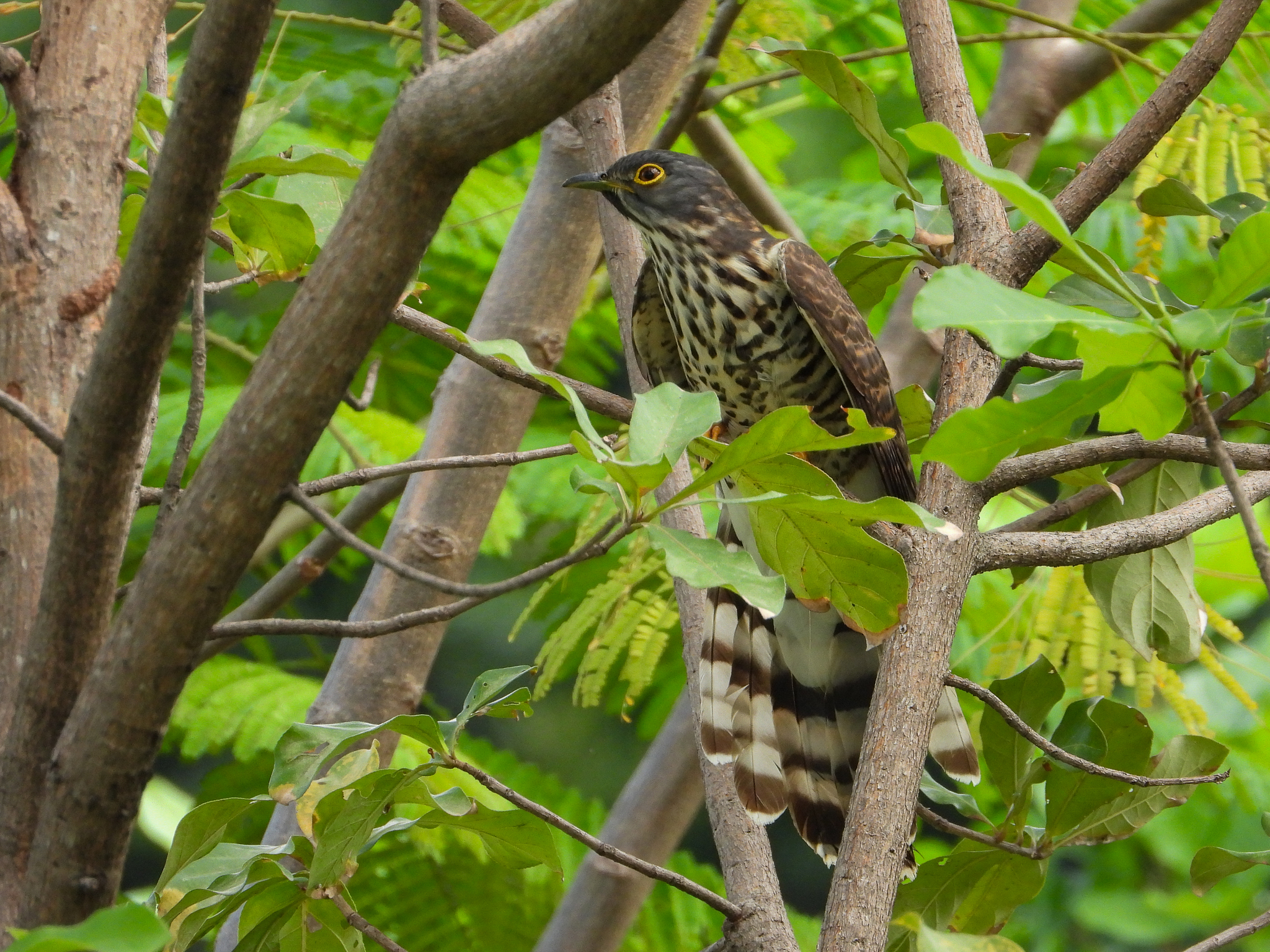 Large Hawk-Cuckoo (Hierococcyx sparverioides)