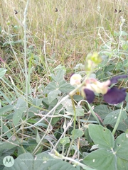 Macroptilium atropurpureum