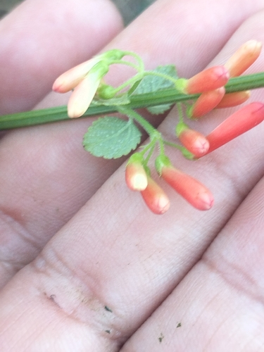 Image of Russelia retrorsa by no rights reserved