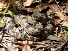 Crotalus lepidus klauberi