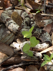Crotalus lepidus klauberi