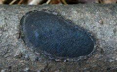 Biscogniauxia mediterranea