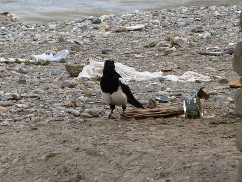 Black-rumped Magpie