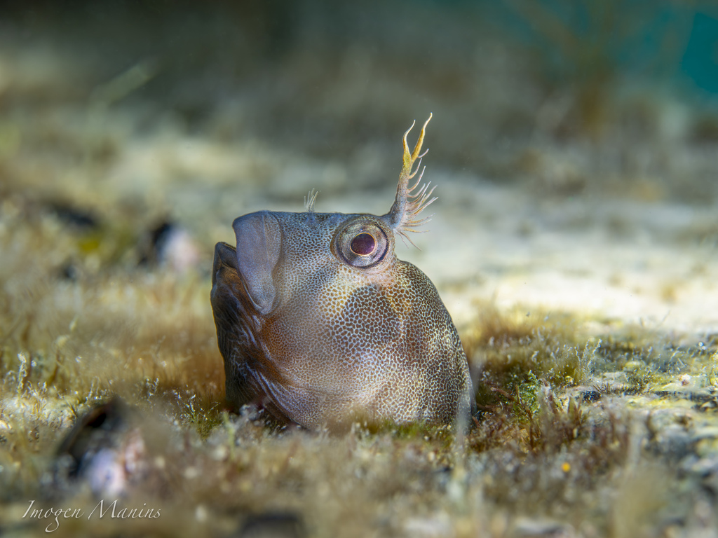 Tasmanian Blenny