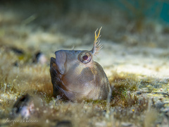 Tasmanian Blenny photo 1