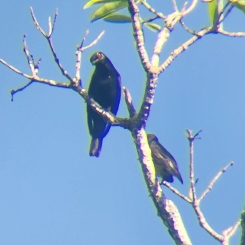 Short-tailed Starling (Aplonis minor), photo 9