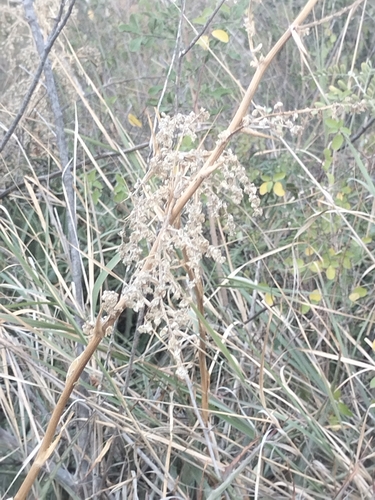 Image of Hechtia montana by no rights reserved