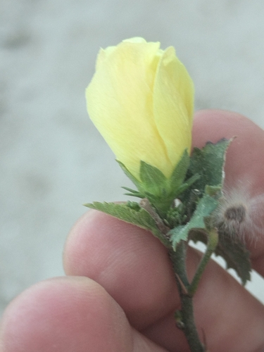 Image of Hibiscus ribifolius by no rights reserved