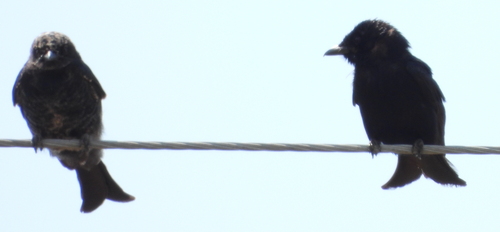Fork-tailed Drongo
