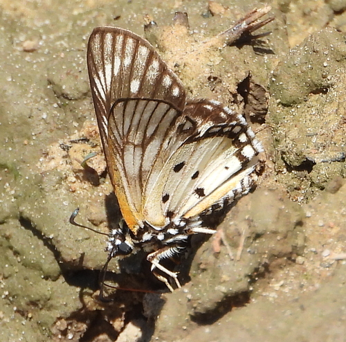 Spotted Paradise Skipper