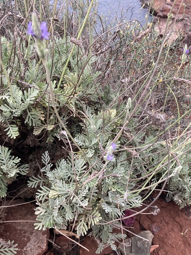 Lavandula pinnata iNat (1)