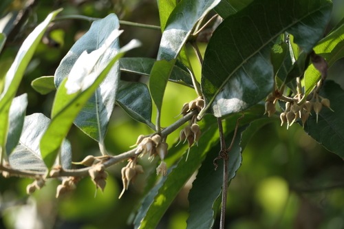 Indian Bully Tree (Xantolis tomentosa)