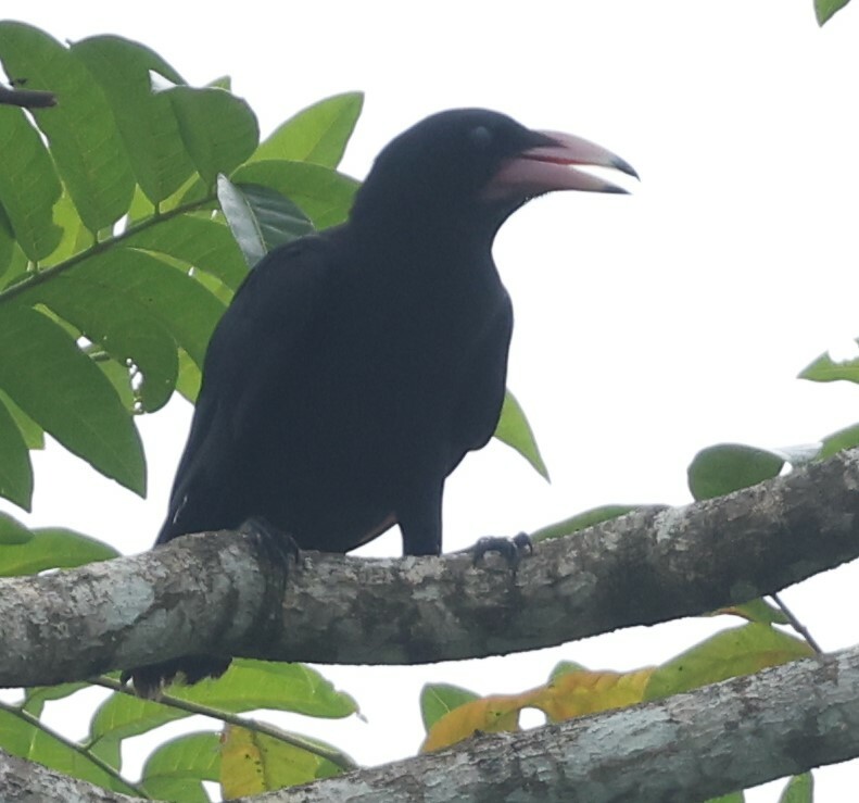 Guadalcanal Crow illustration
