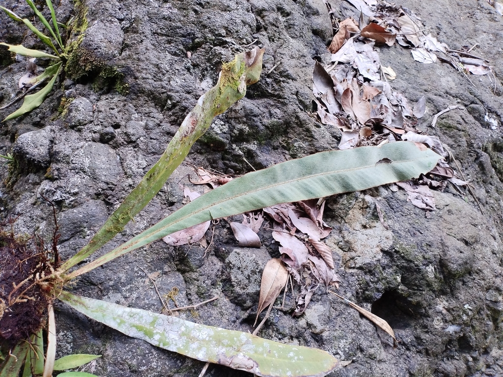 Pyrrosia splendens