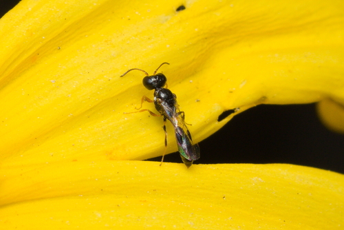 iNaturalist observation photo of Stigmus