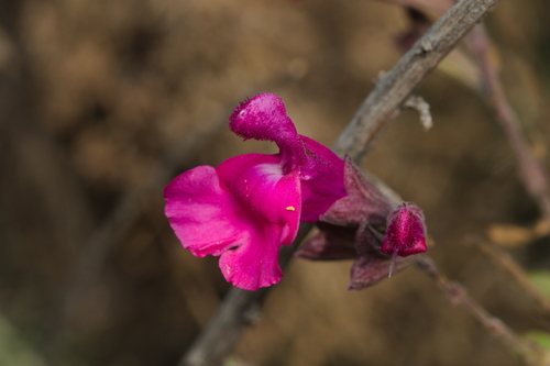 iNaturalist observation photo of Sages