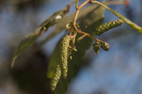 iNaturalist observation photo of white alder